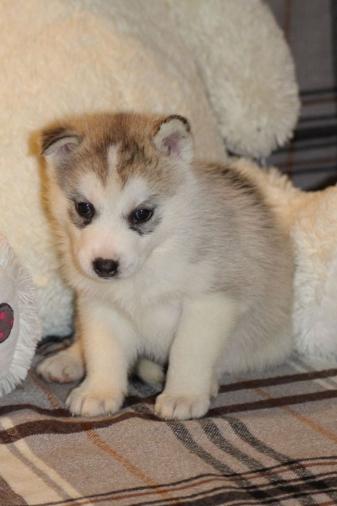 Of The Wild Spark - Chiot disponible  - Siberian Husky