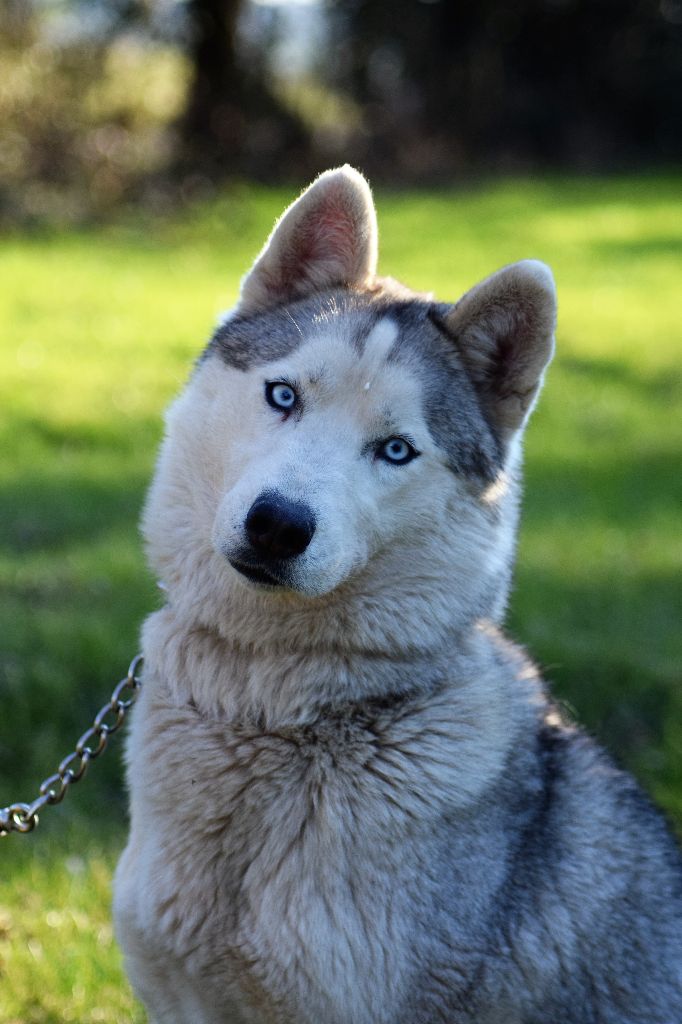 Juna Des Loups De La Forêt