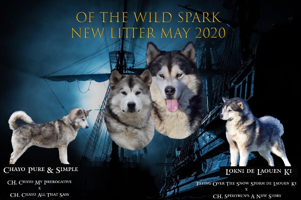 Of The Wild Spark - Future portée