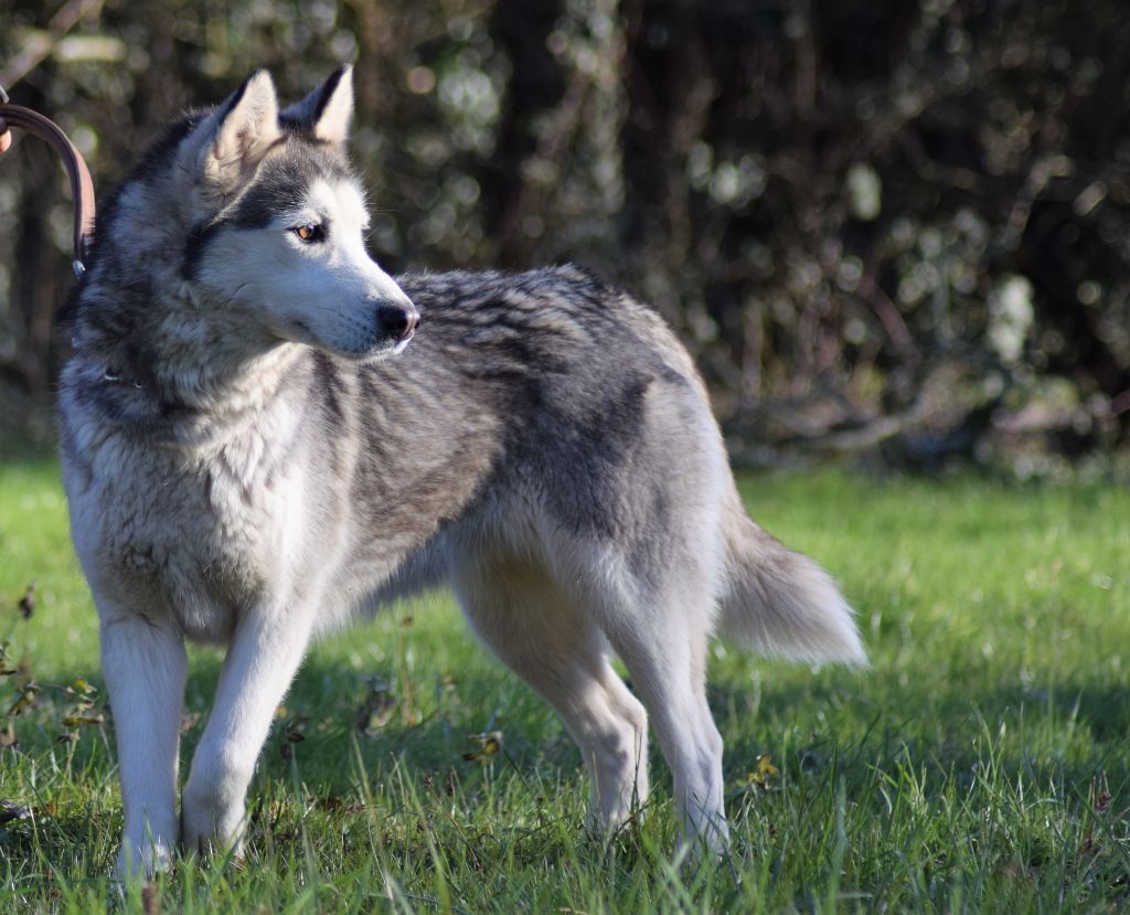 Heolenn Des Loups De La Forêt