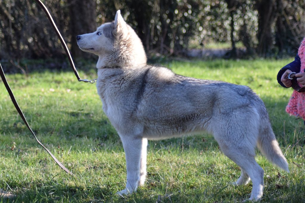 Juna Des Loups De La Forêt