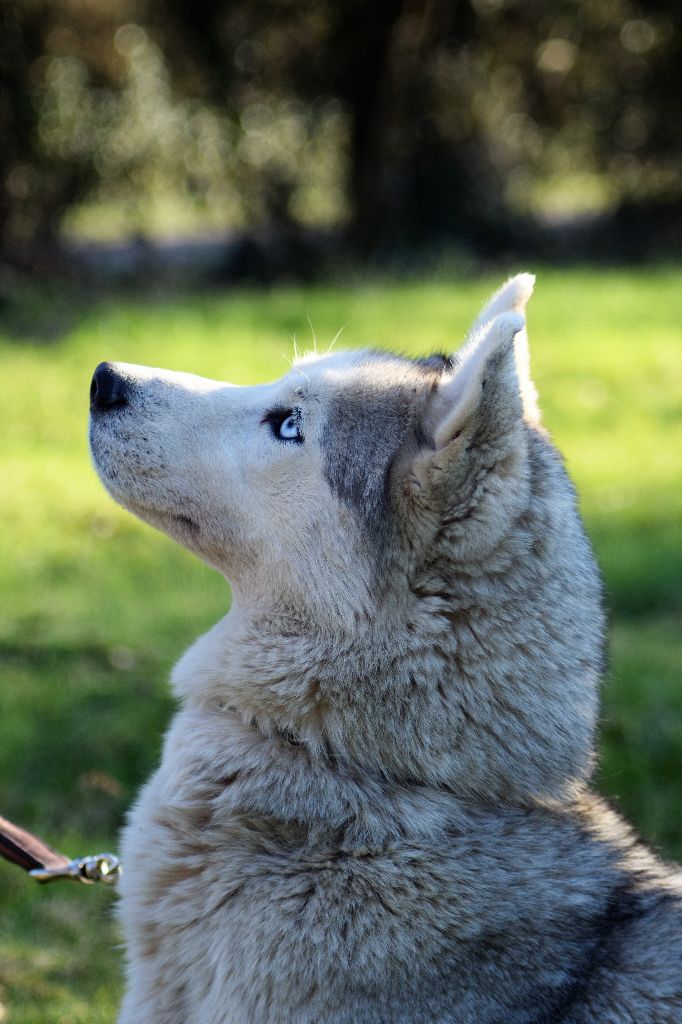 Juna Des Loups De La Forêt