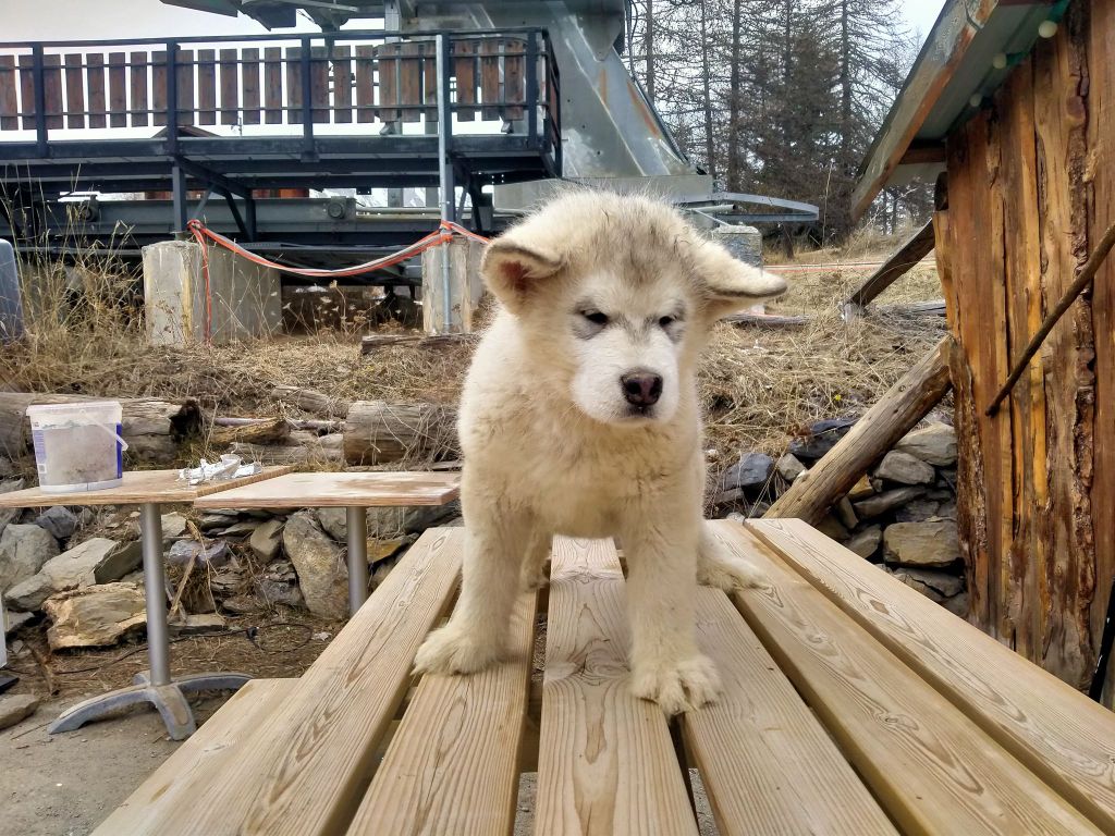 Of The Wild Spark - Chiot disponible  - Alaskan Malamute