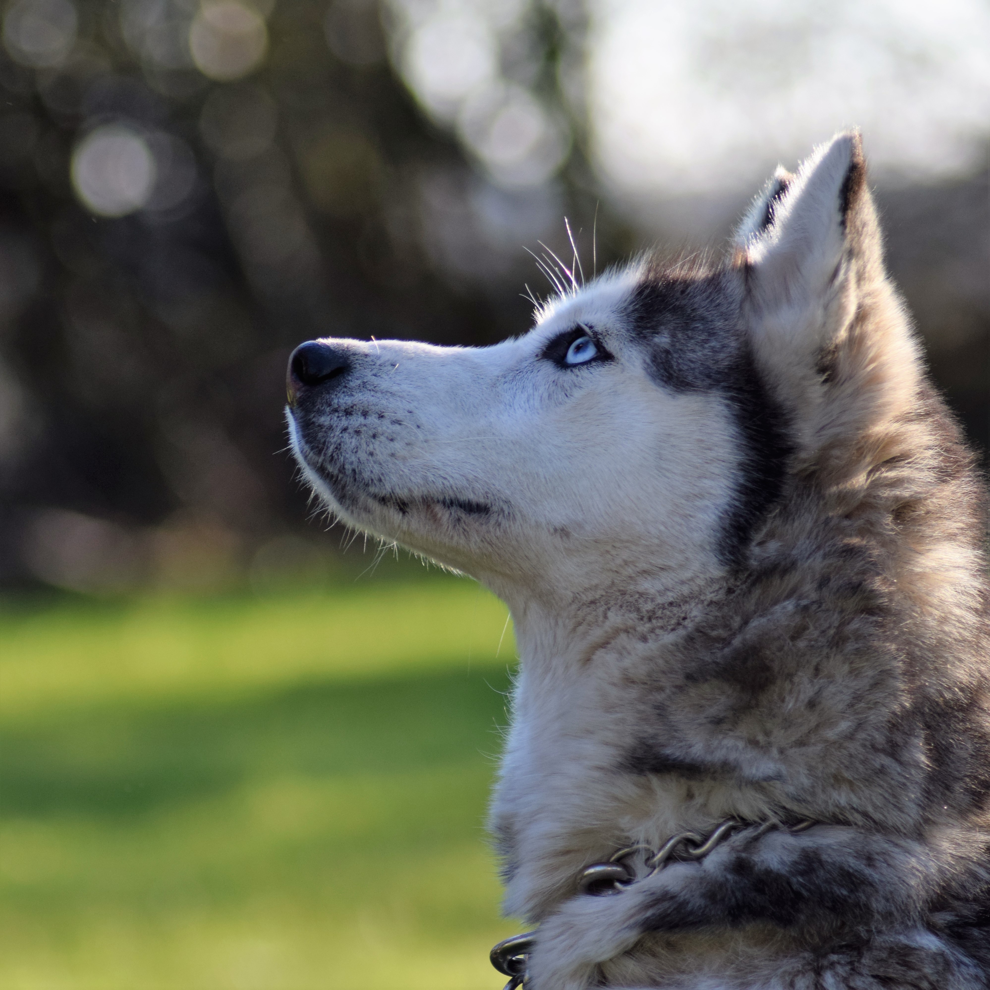 Heolenn Des Loups De La Forêt