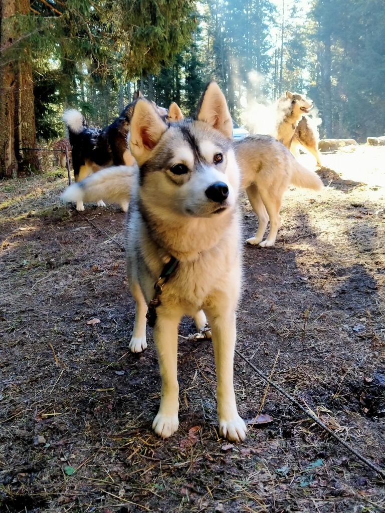 Orphan wolf nymeria Of The Wild Spark