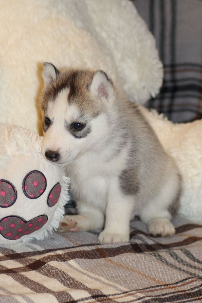 Of The Wild Spark - Chiots disponibles - Siberian Husky
