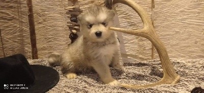 CHIOT