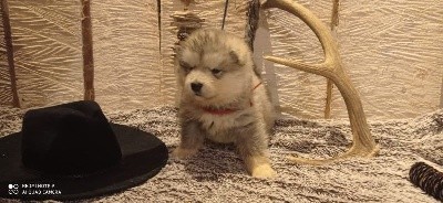 CHIOT