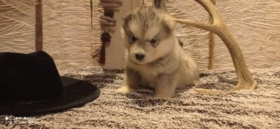 CHIOT
