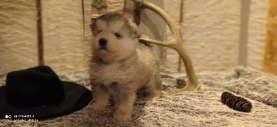 CHIOT