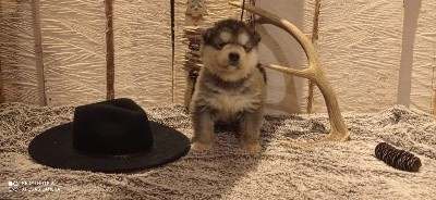 CHIOT