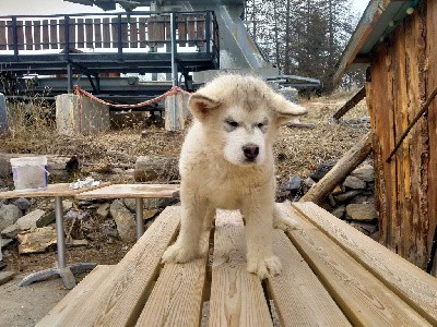CHIOT